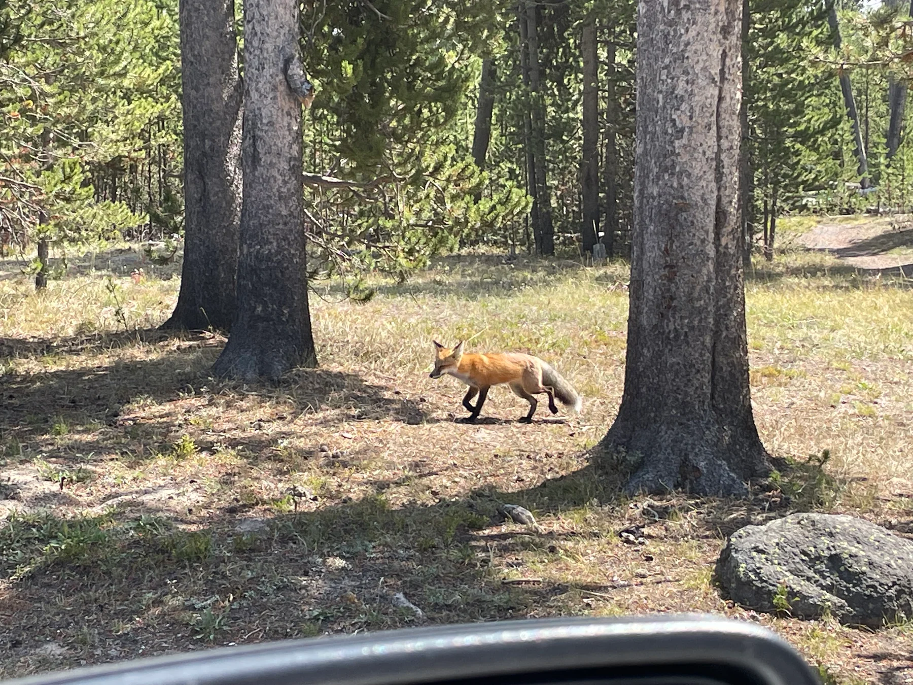 A fox photographed from inside a vehicle along Norris-Canyon Road in Yellowstone National Park.